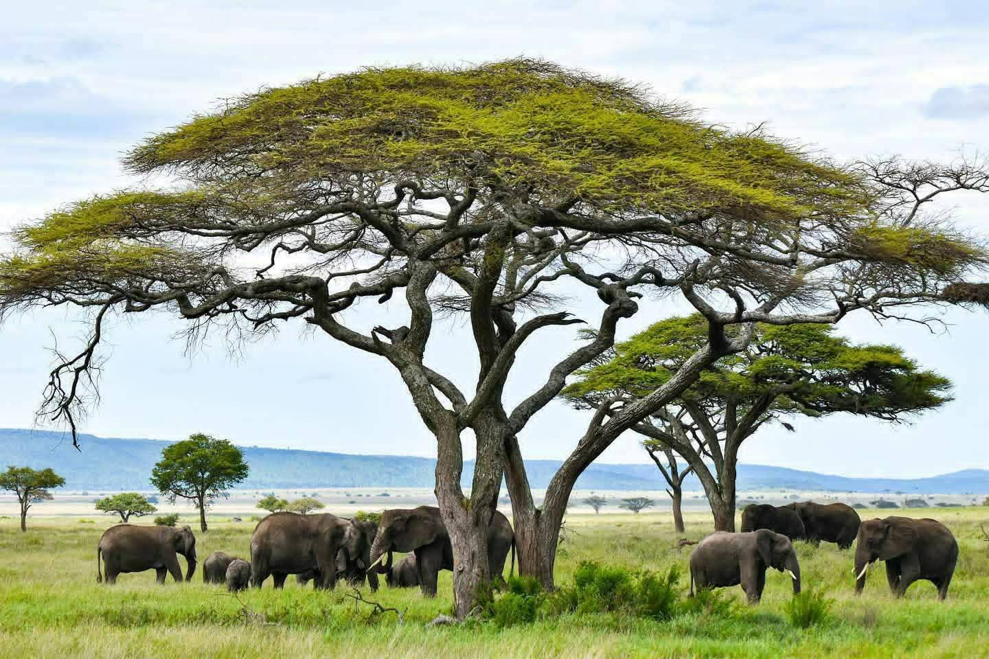 Zanzibar Culture
