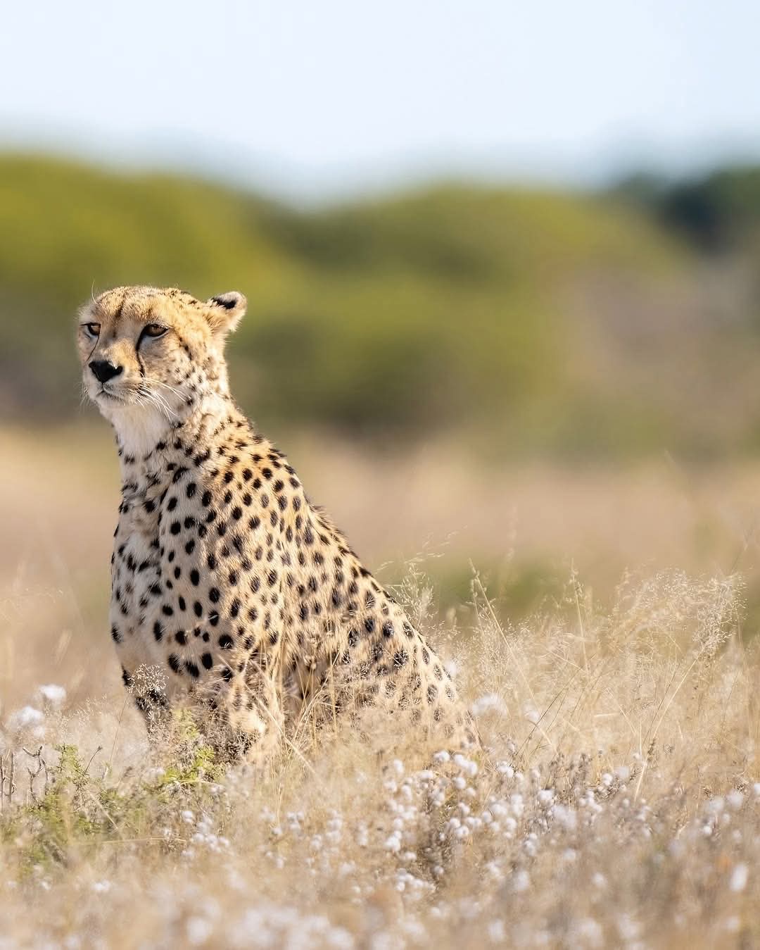 Private 5 day safari Tarangire, Serengeti, Ngorongoro and Manyara
