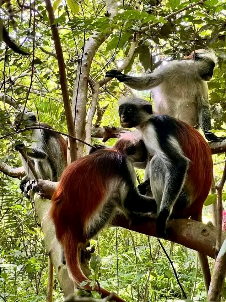 Jozani Forest Zanzibar